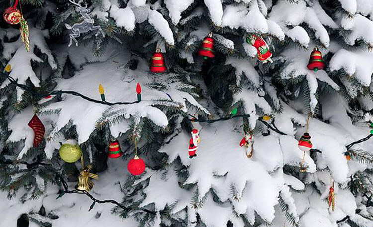 Granen – en av julens mest omtyckta symboler featured image