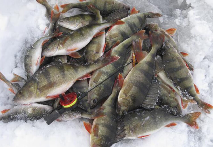 Pilkfiske – kallt men kul featured image