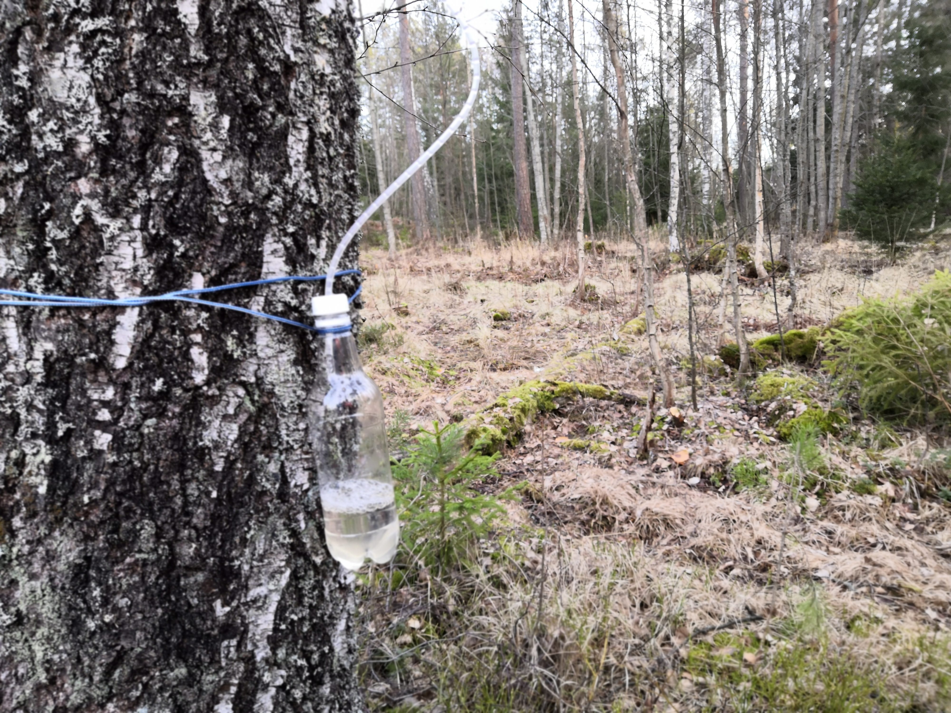 Björksav rinner från björken i en flaska