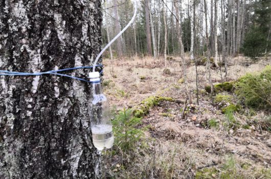 Björksav rinner från björken i en flaska