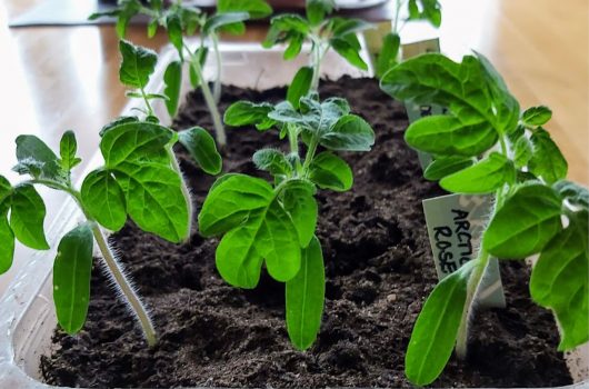 Små tomatplantor i en plastburk