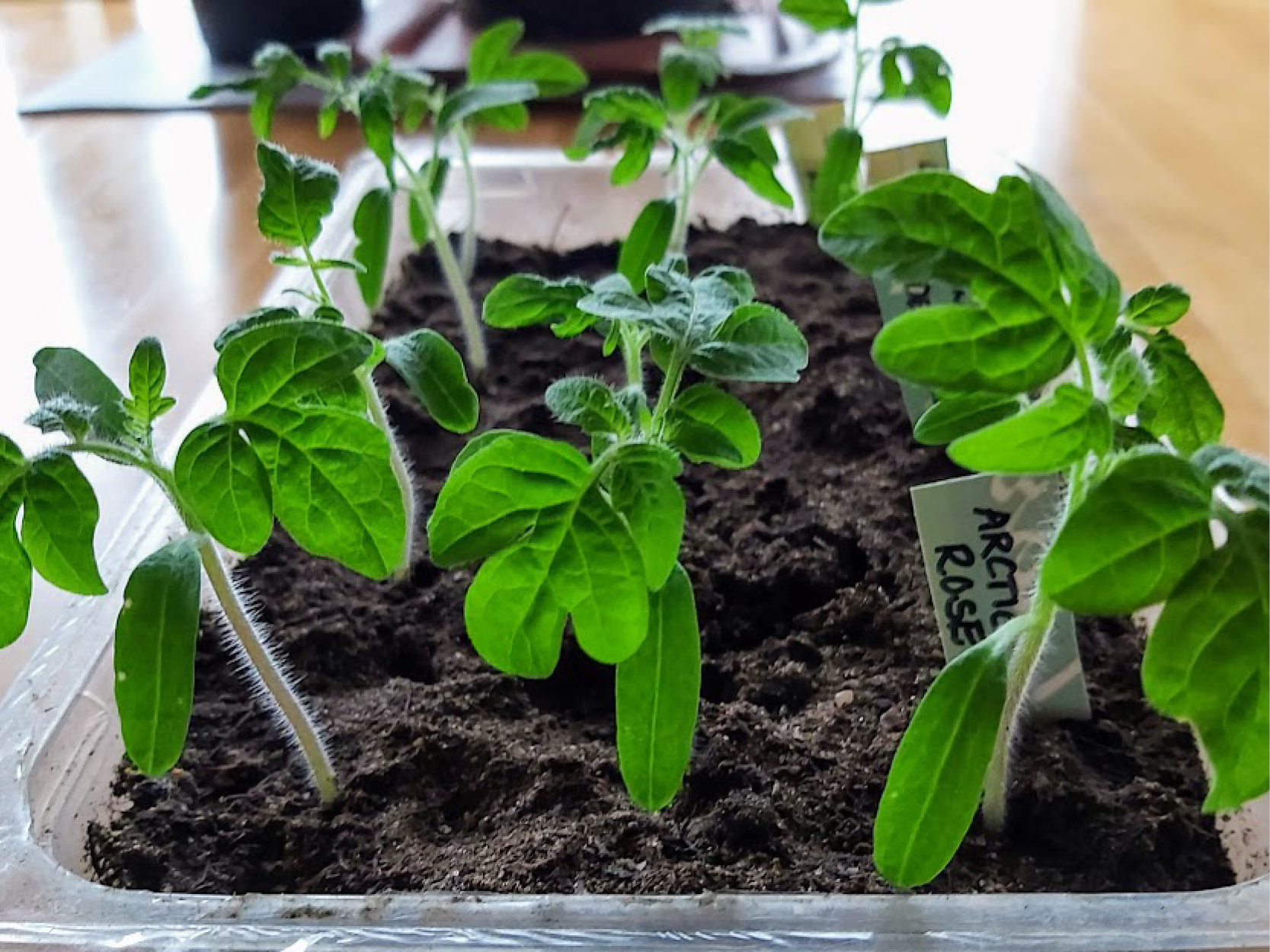 Små tomatplantor i en plastburk