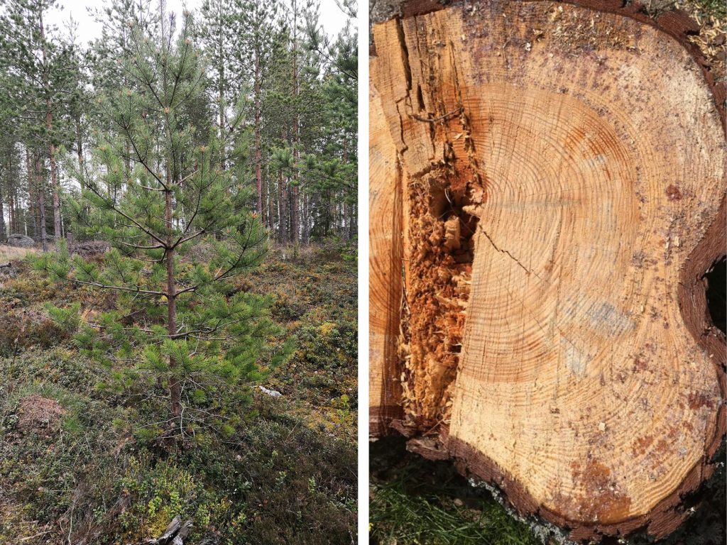 ung tall och årsringarna på en tallstubbe