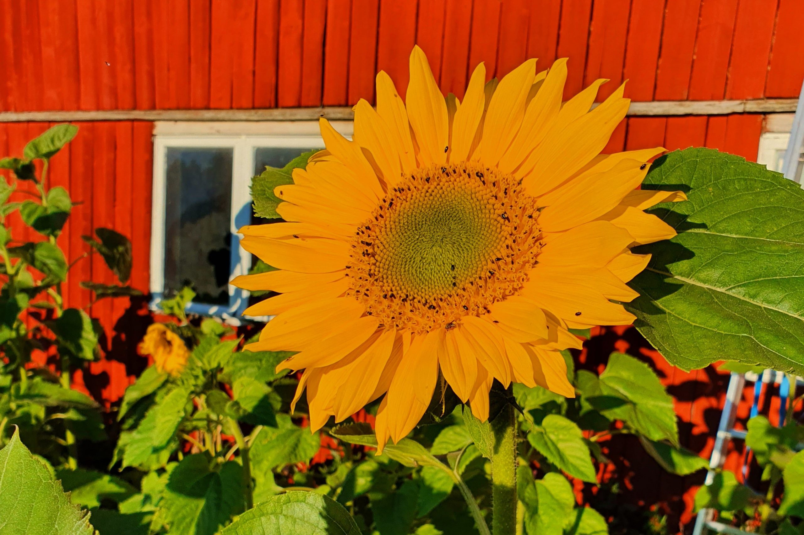 Över 200 deltagare i årets solrostävling featured image