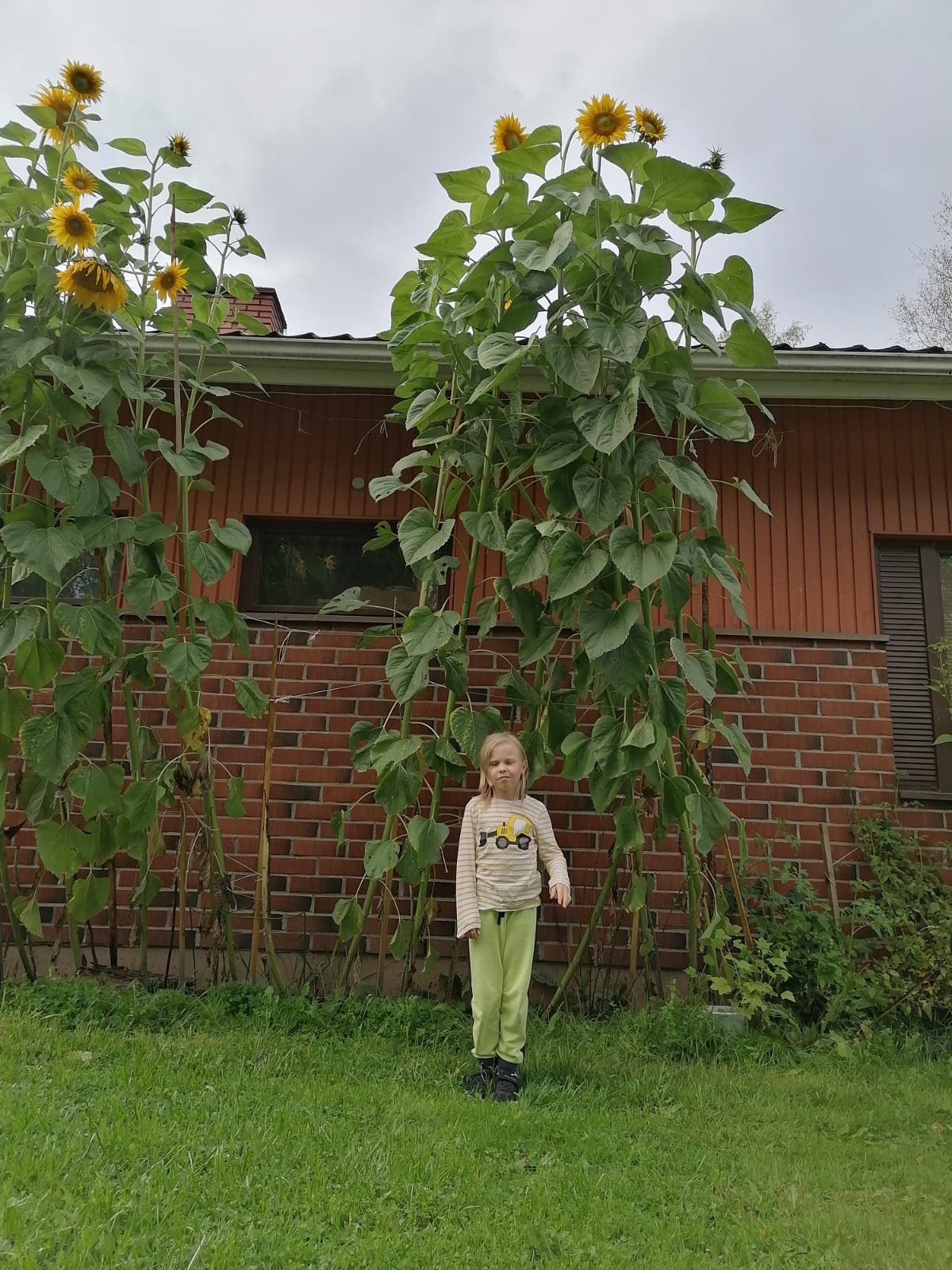 Isabell Lund från Kimitoöns 4H vinnare i årets solrostävling featured image
