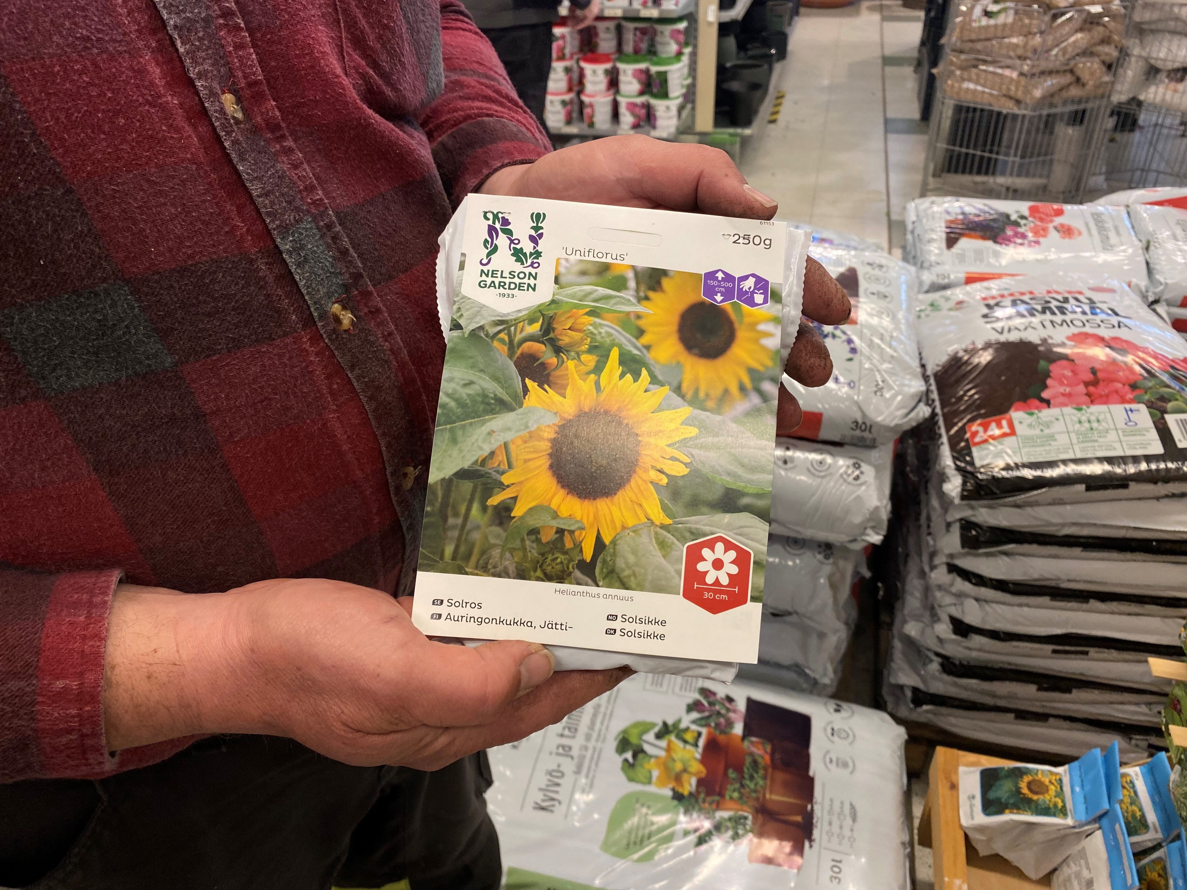 Sunds trädgård är experter på 4H:s solrostävling – Fredrik ger bästa tipsen för ett lyckat resultat featured image