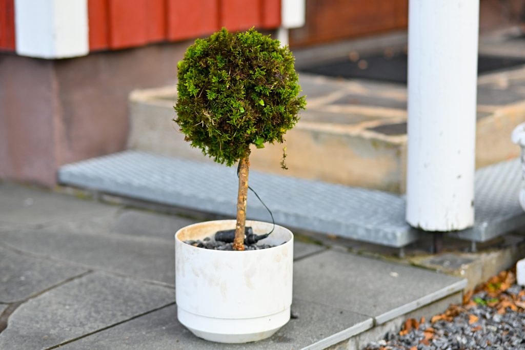 Slutresultatet blir ett litet prydnadsträd!