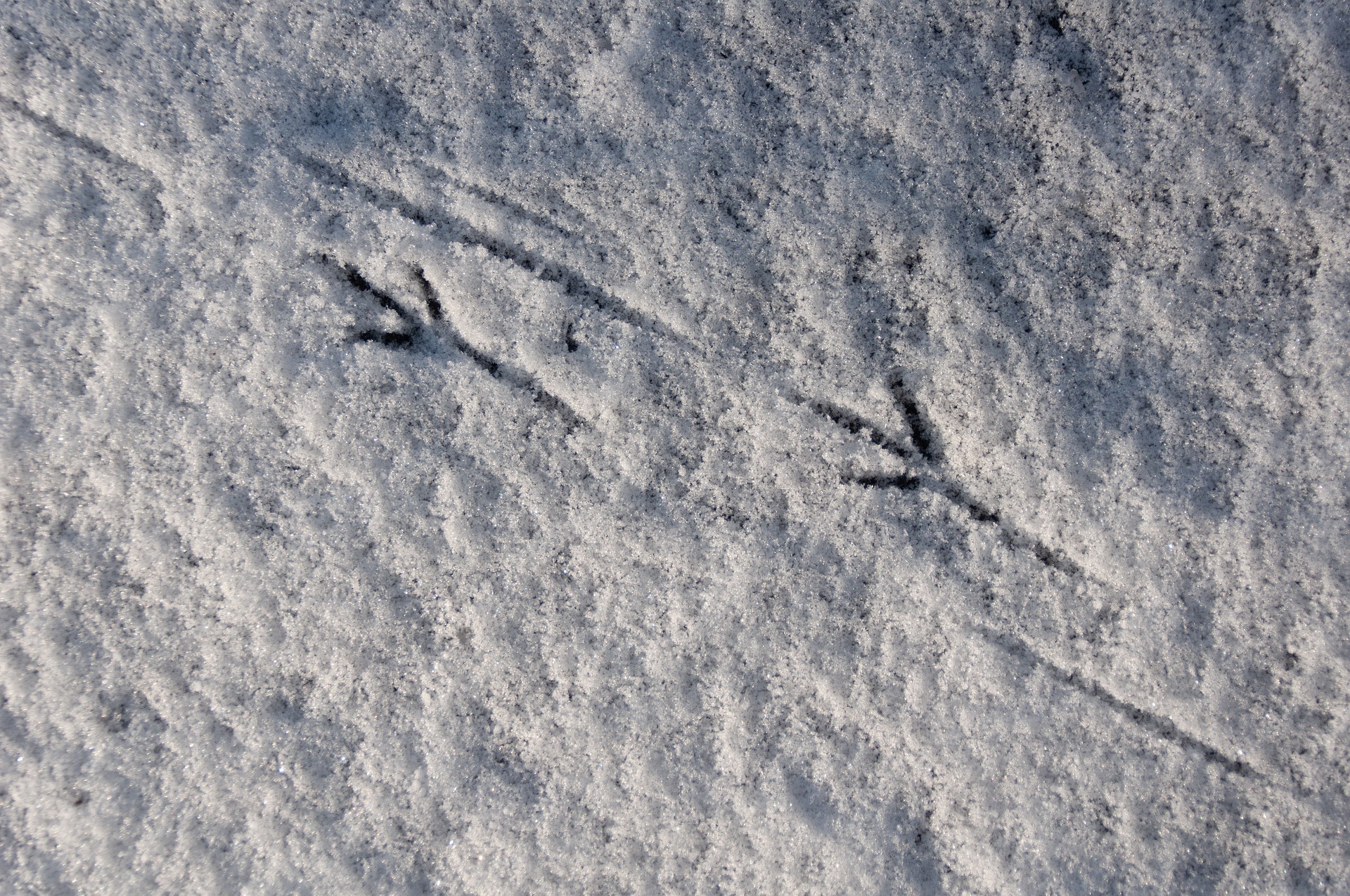 Skogspaletten: Leta efter djurspår i snön featured image